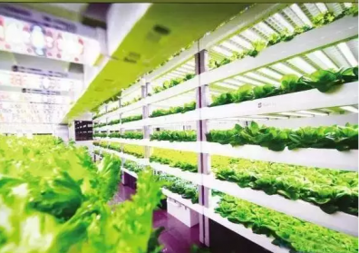 LED植物工厂光源及其照明研发新动态分析